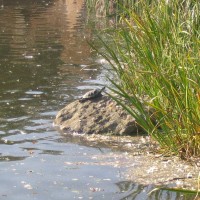 Red Eared Terrapin